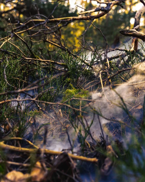 Függőleges Lövés Faágak Növények Egy Erdőben Körülvett Füst — Stock Fotó