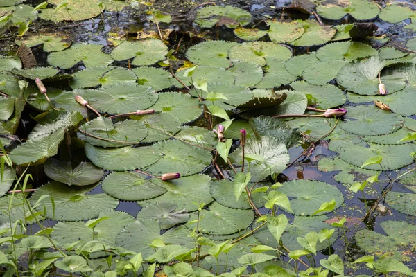 池の中に葉がある — ストック写真