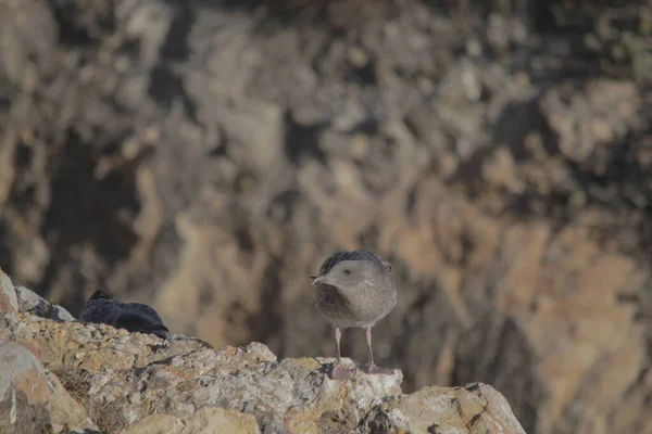 Una Gaviota Gris Posada Acantilado Rocoso Costa — Foto de Stock