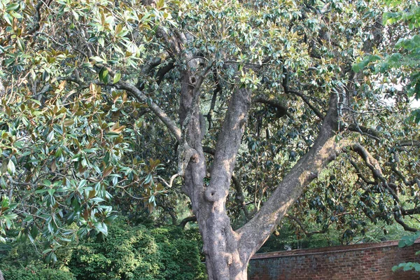 Parktaki Japon Meşe Ağacının Lithocarpus Edulis Görüntüsü — Stok fotoğraf
