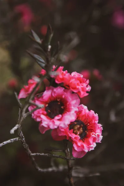 Primer Plano Manuka Árbol Flores Color Rosa — Foto de Stock