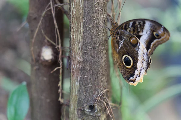 Widok Boku Sowy Motyle — Zdjęcie stockowe