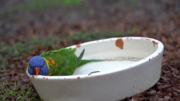Eine Nahaufnahme Eines Grünen Papageis Einer Wasserschale — Stockvideo
