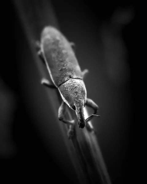 线虫杆上昆虫的垂直镜头 — 图库照片