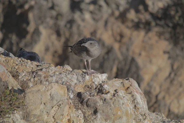 Una Gaviota Gris Posada Acantilado Rocoso Costa — Foto de Stock