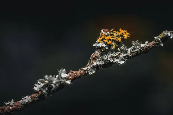 곤충의 꽃가루받이 — 스톡 사진