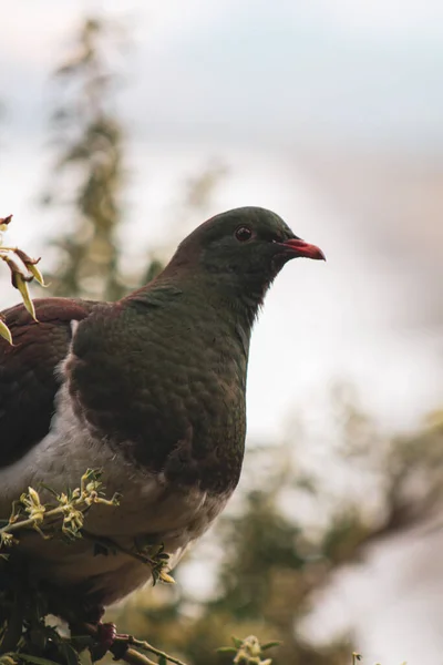 Closeup Shot Cute Dark Gray Dove Perched Tree — Stock Photo, Image