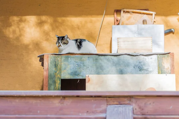 Gato Cochilando Sombra Velha Mesa Madeira Dia Ensolarado — Fotografia de Stock