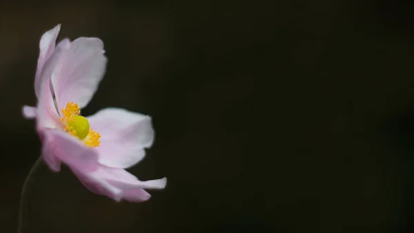 Μια Επιλεκτική Εστίαση Ενός Λουλουδιού Που Απομονώνεται Σκοτεινό Φόντο — Φωτογραφία Αρχείου