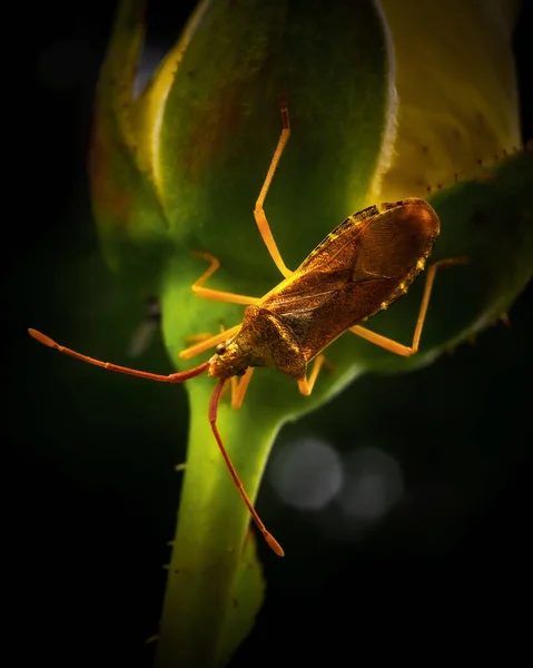 Vertical Macro Shot Stink Bug Flower — Φωτογραφία Αρχείου