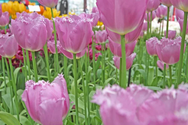 Closeup Shot Blooming Pink Tulips Meadow — Photo