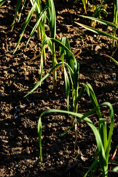 Tiro Foco Seletivo Cebolinha Cultivada Organicamente Parcelas Horta — Fotografia de Stock