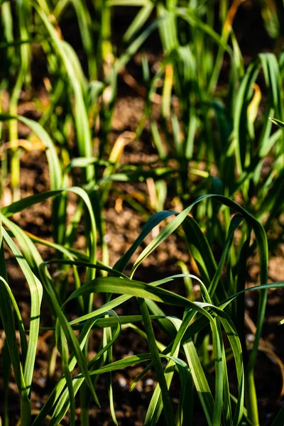 Een Verticaal Shot Van Voorjaar Uien Verbouwend Moestuin Plots — Stockfoto