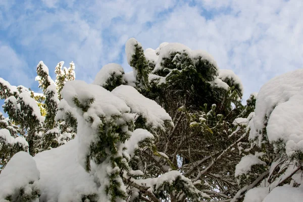 Uma Vista Panorâmica Uma Árvore Coberta Neve Sobre Fundo Céu — Fotografia de Stock