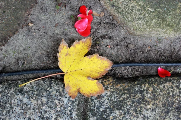 Žlutý Podzimní List Zemi — Stock fotografie