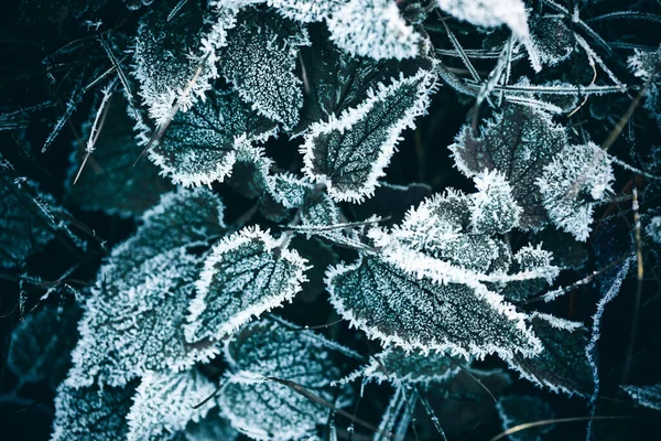 Detailní Záběr Rostlin Trávy Pokryté Zimním Mrazem — Stock fotografie