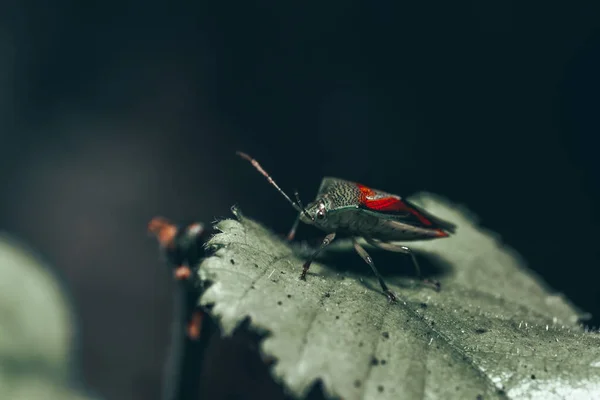 Closeup Insect — Stock Photo, Image