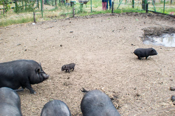 Scenic View Black Cute Boars Farm — Fotografia de Stock