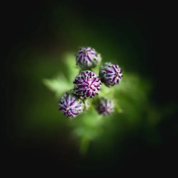 Ein Selektiver Fokus Von Blumen Dunkeln — Stockfoto