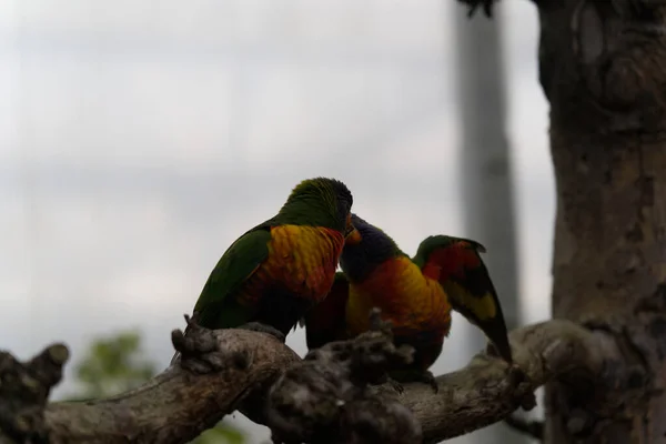 Tiro Close Lorikeets Arco Íris Empoleirados Ramo — Fotografia de Stock