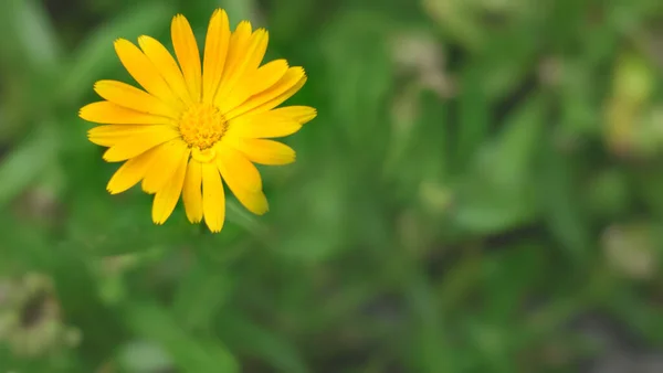 Селективный Фокус Желтого Цветка Растущего Снаружи — стоковое фото