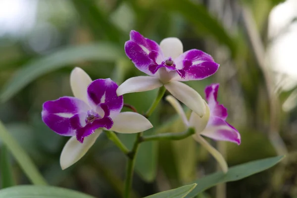 Selektywne Ujęcie Ostrości Fioletowo Białych Orchidei — Zdjęcie stockowe