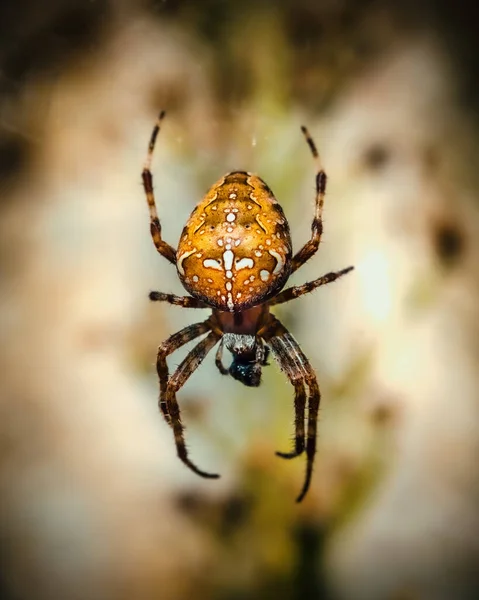 Duvar Kağıdı Arkaplan Için Bir Örümceğin Dikey Görüntüsü — Stok fotoğraf