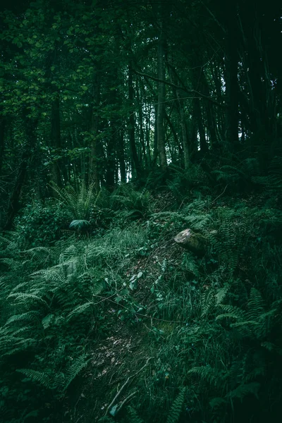 Лес Зелеными Растениями Ирландии — стоковое фото