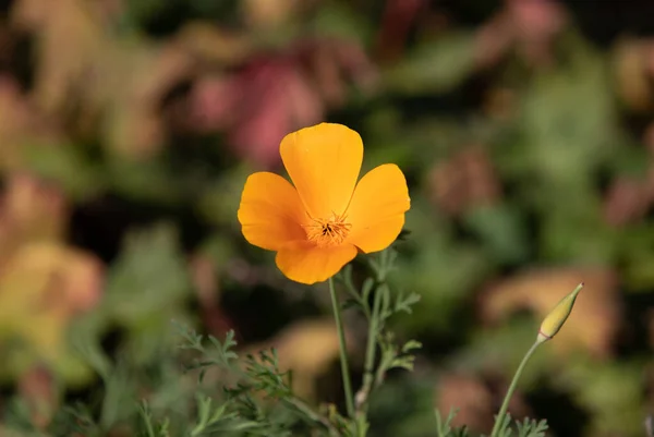 Egy Gyönyörű Sárga Virág Nőtt Mezőn — Stock Fotó
