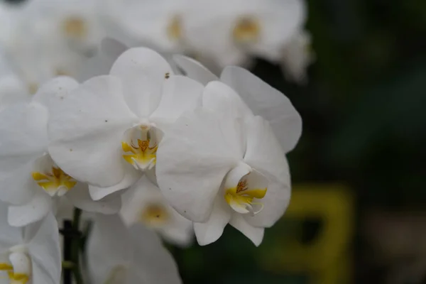 Selective Focus Shot Blooming White Moth Orchids — Fotografia de Stock