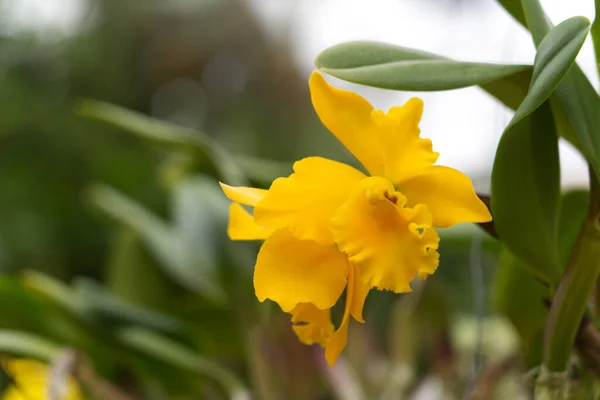 Eine Selektive Fokusaufnahme Einer Gelben Orchidee — Stockfoto