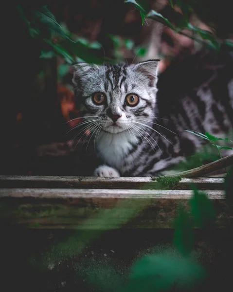 Svislý Záběr Malého Koťátka Lese Rozmazaném Pozadí — Stock fotografie