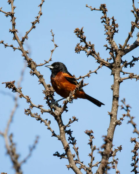 Dal Üzerinde Bir Meyve Bahçesi Oriolü Icterus Spurius Bir Kuş — Stok fotoğraf