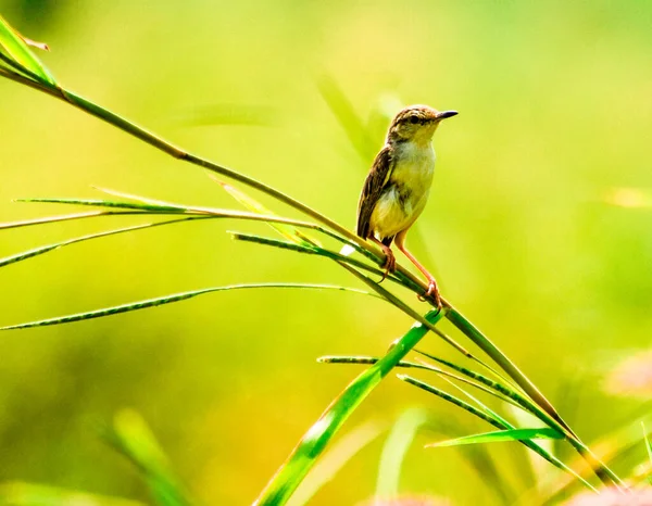 Small Prinia Perched Plant — Stockfoto