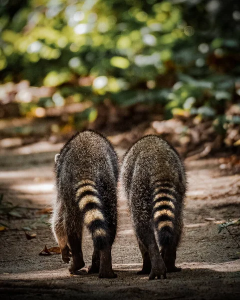 Close Dois Procyons Andando Floresta Com Fundo Embaçado — Fotografia de Stock