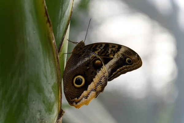 Une Vue Latérale Hibou Papillons — Photo