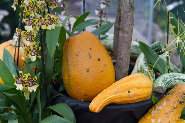 Zátiší Dýněmi Orchidejemi — Stock fotografie