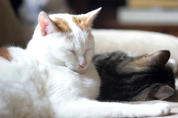 Selective Focus Shot Two Sleeping Cats — стоковое фото