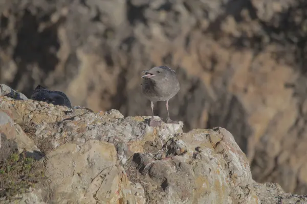 Las Aves Terreno Rocoso —  Fotos de Stock