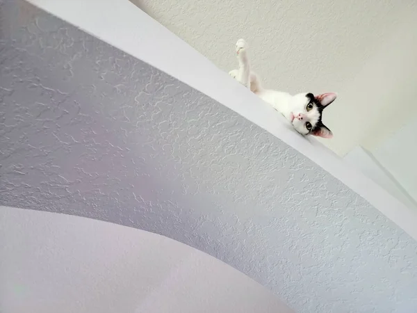 一只猫躺在白窗台上的低角度镜头 — 图库照片