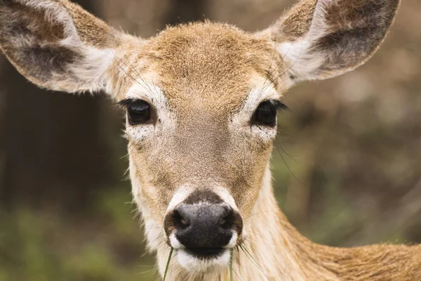 Selective Closeup Deer Face — Stock Photo, Image