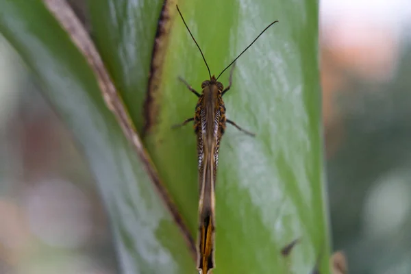 Macro Shot Butterfly Closed Wings — Stockfoto