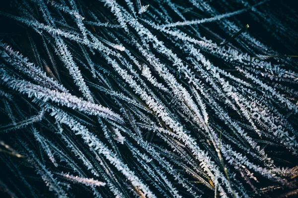 草の上に新鮮な霜のクローズアップショット 冬の壁紙 — ストック写真