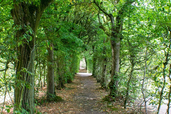 Scenic View Pathway Covered Lush Green Trees — стоковое фото