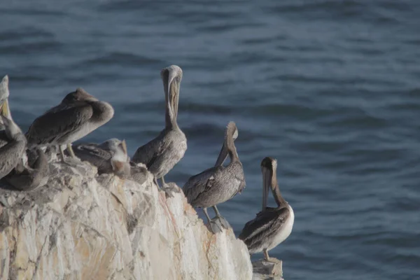 Gri Pelikan Kuşları Sahildeki Kayalık Kayalıklara Tünediler — Stok fotoğraf