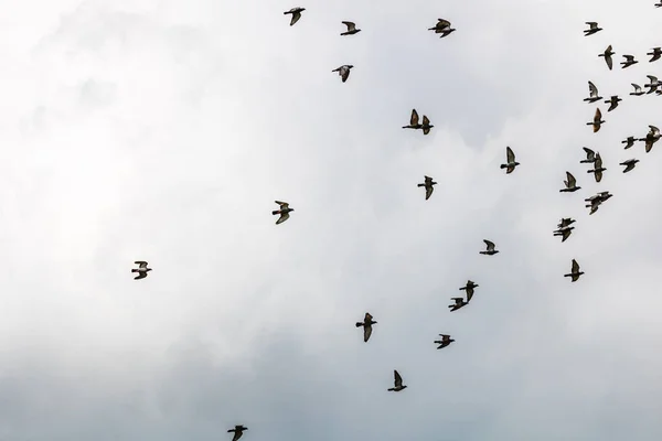 Низкоугольный Снимок Стаи Голубей Летящих Облачном Небе — стоковое фото