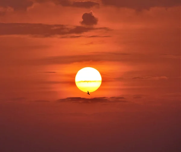 背景に夕日の空を背景に空を飛ぶ鳥の群れ — ストック写真