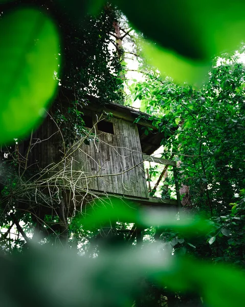 Ormandaki Eski Ahşap Bir Binanın Dikey Görüntüsü — Stok fotoğraf