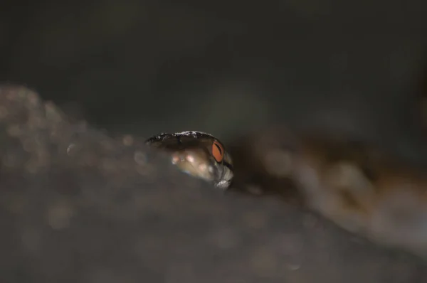 Detailní Záběr Síťovanou Krajtu Malayopython Reticulatus Kambodža — Stock fotografie