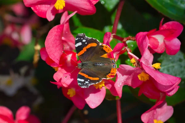 Selective Focus Shot Red Admiral Butterfly Sitting Pink Flower — Stok fotoğraf